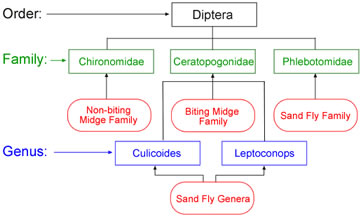 Midge Taxonomy