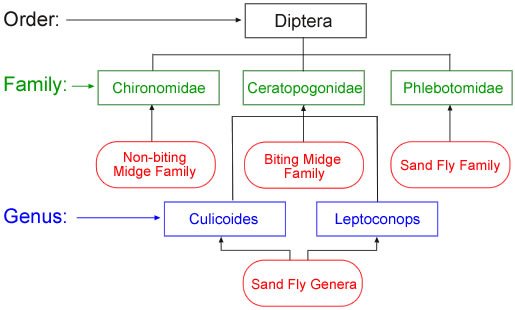 Mosquito Classification Chart